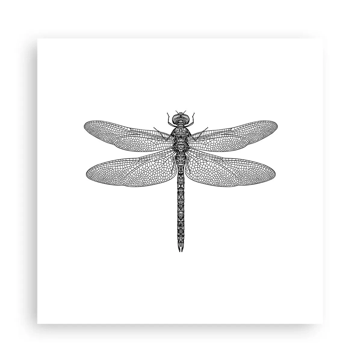 Pôster - Precisão da natureza - 30x30 cm