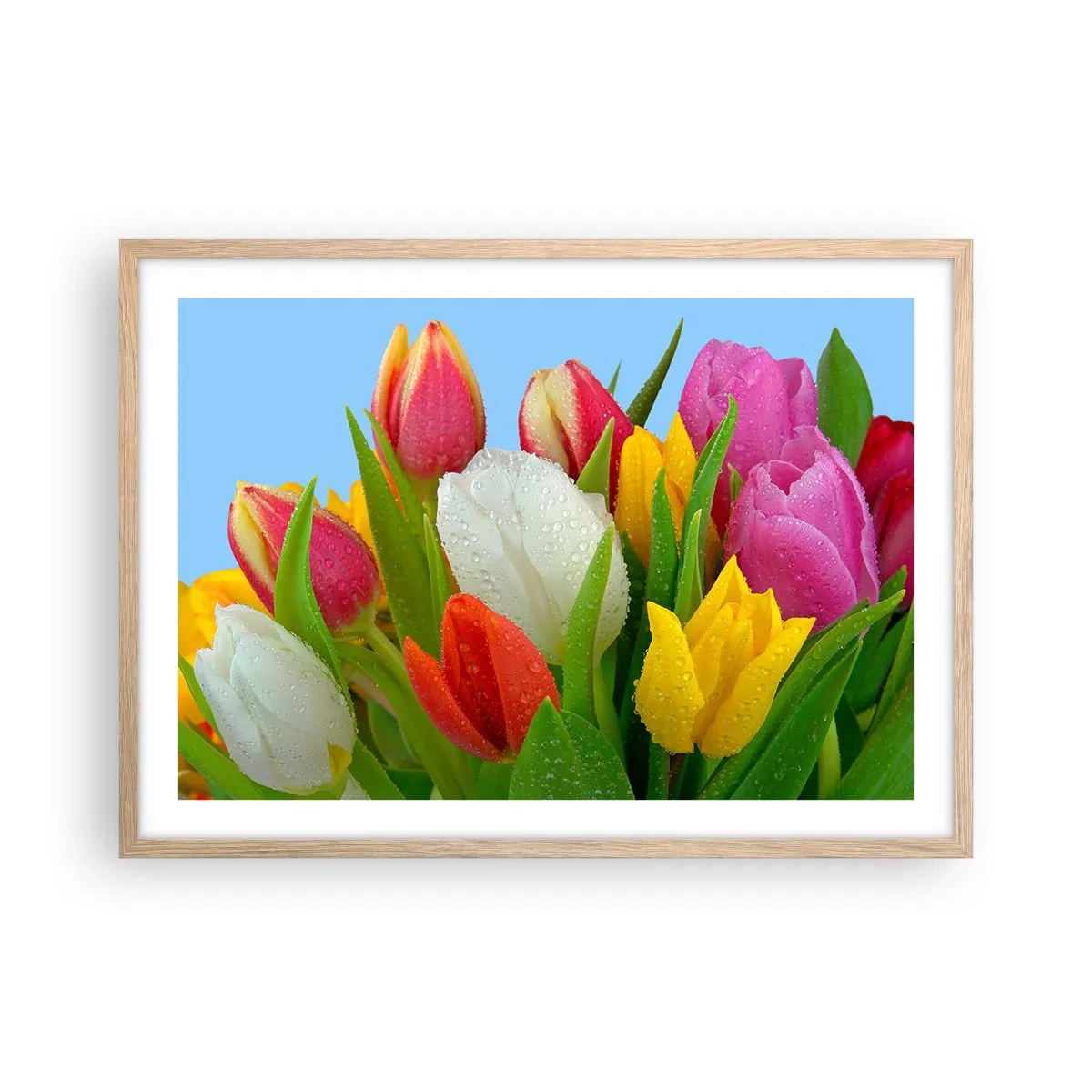 Pôster com moldura de carvalho claro - Arco-íris floral em gotas de orvalho - 70x50 cm