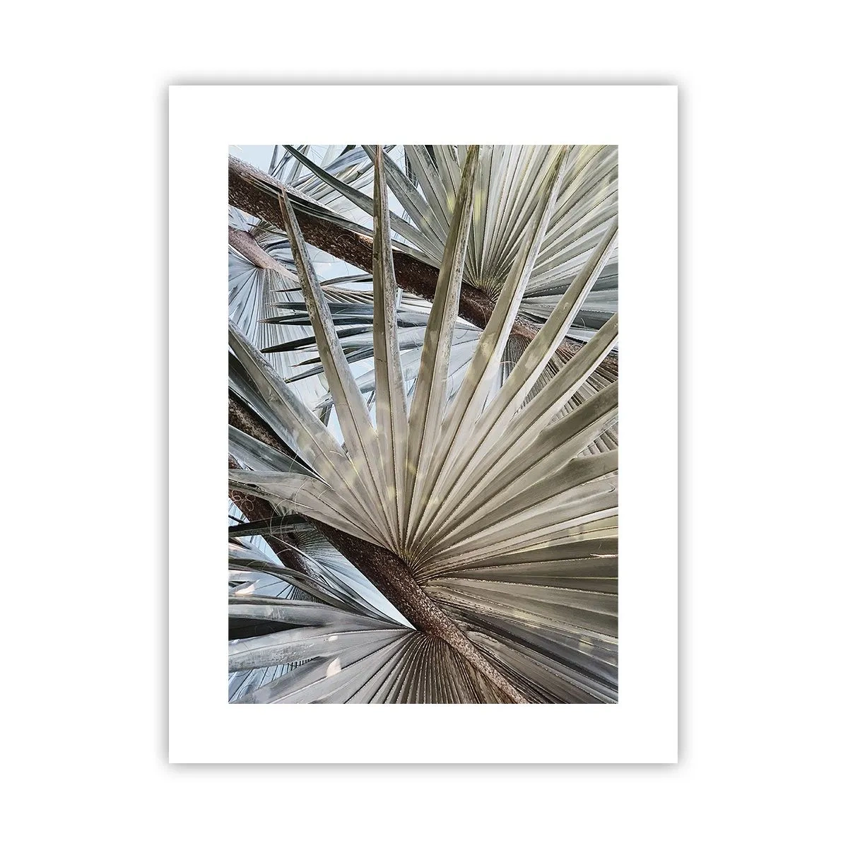 Pôster - Leques nos trópicos - 30x40 cm