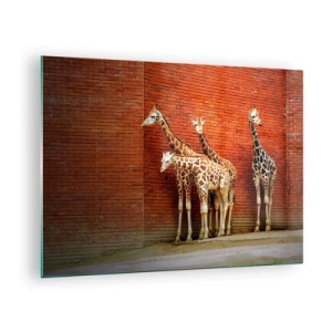 Quadro em vidro - Girafas contra uma parede de tijolos - 70x50cm - Vê alguma acácia? - Decoração de parede moderna para a sala de estar e quarto ARTTOR