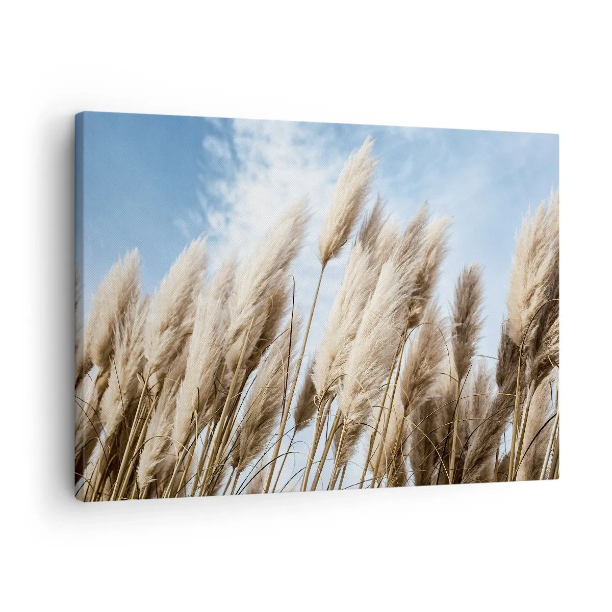 Quadro em tela - Delicadas gramíneas dos pampas contra um céu azul com nuvens claras - 70x50cm - Carícia ensolarada e ventosa - Decoração de parede moderna para a sala de estar e quarto ARTTOR