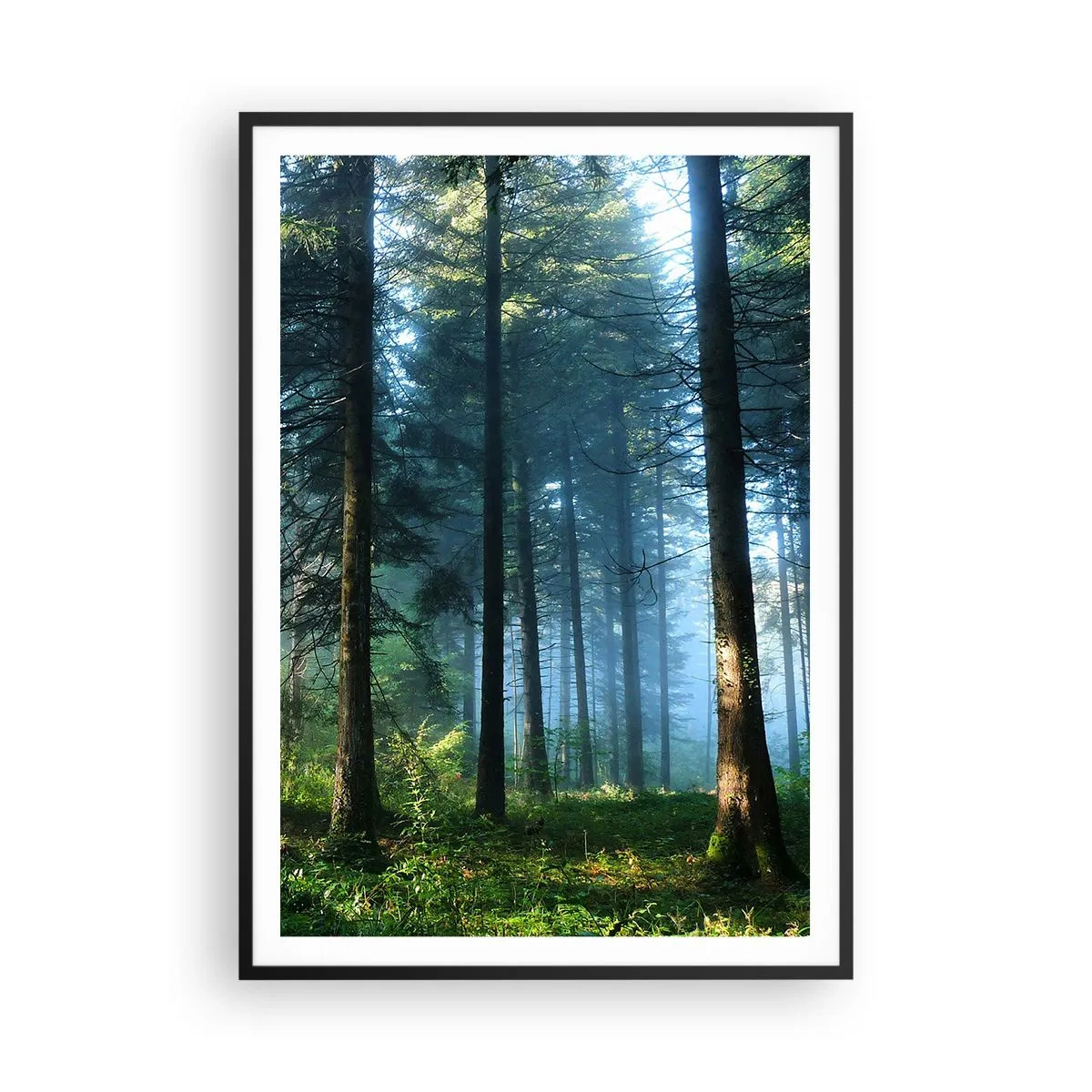 Pôster com moldura preta - Radiante de manhã - 70x100 cm