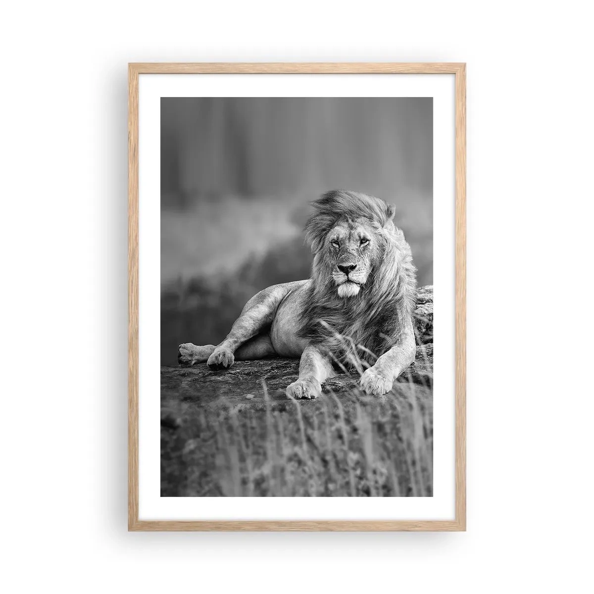 Pôster com moldura de carvalho claro - Sesta real - 50x70 cm