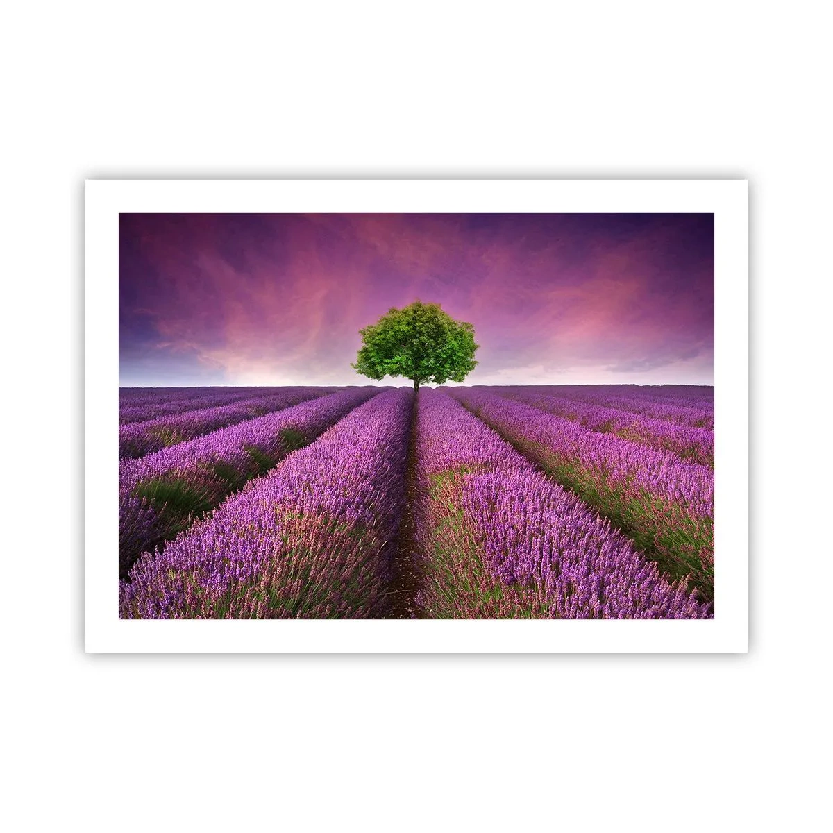 Pôster - Nos campos de lavanda - 70x50 cm