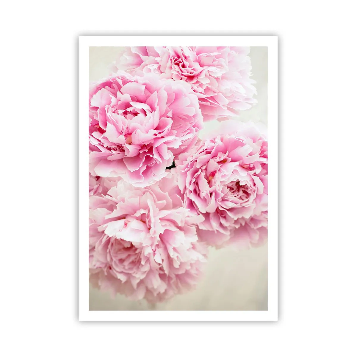 Pôster - Em esplendor rosa - 70x100 cm