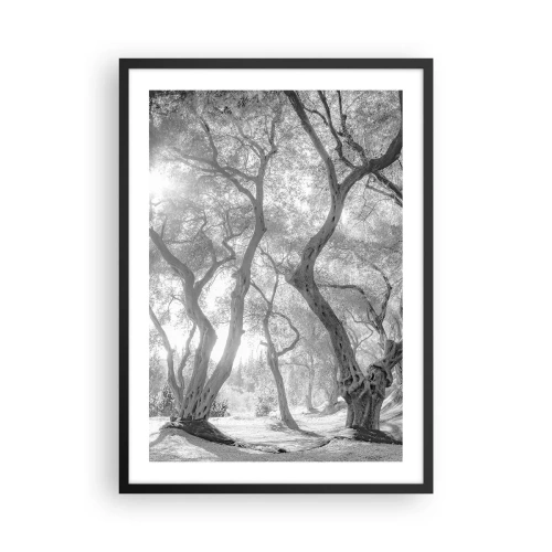 Pôster com moldura preta - Fotografia em preto e branco de árvores sinuosas sob a luz do sol - 50x70cm - No olival - Decoração de parede moderna para a sala de estar e quarto ARTTOR