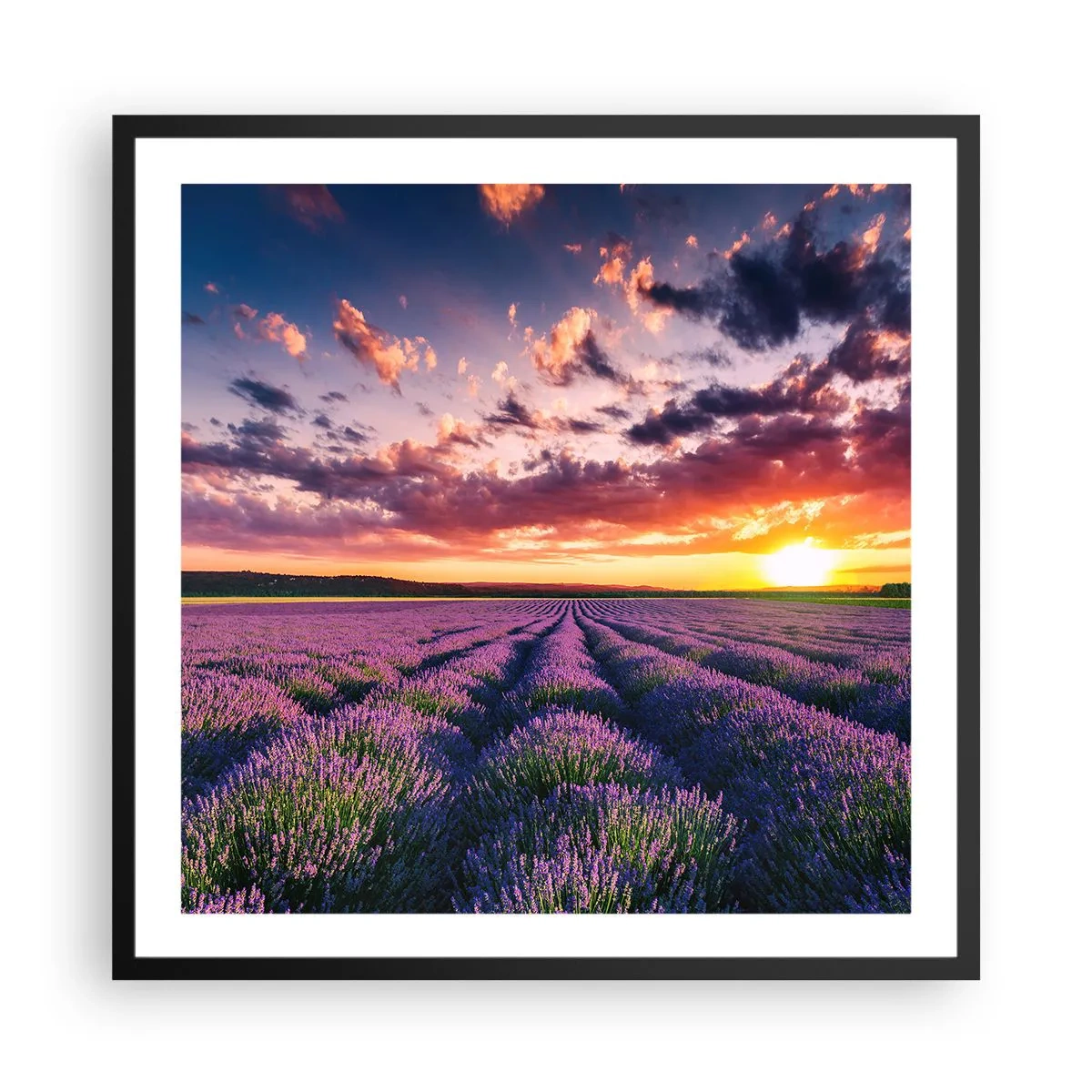 Pôster com moldura preta - O mundo da lavanda - 60x60 cm