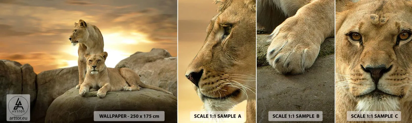 Amostra de papel de parede autocolante Deluxe Sticker - Majestade real - Animais, Leão, Natureza - 100x30 cm