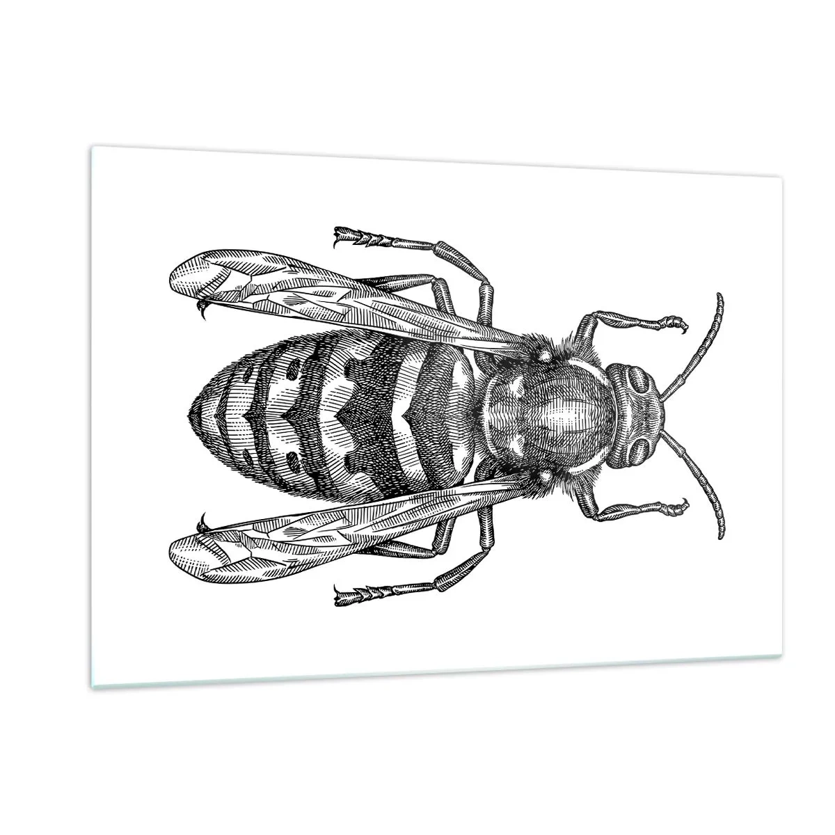 Quadro em vidro - De um planeta de insetos - 120x80 cm