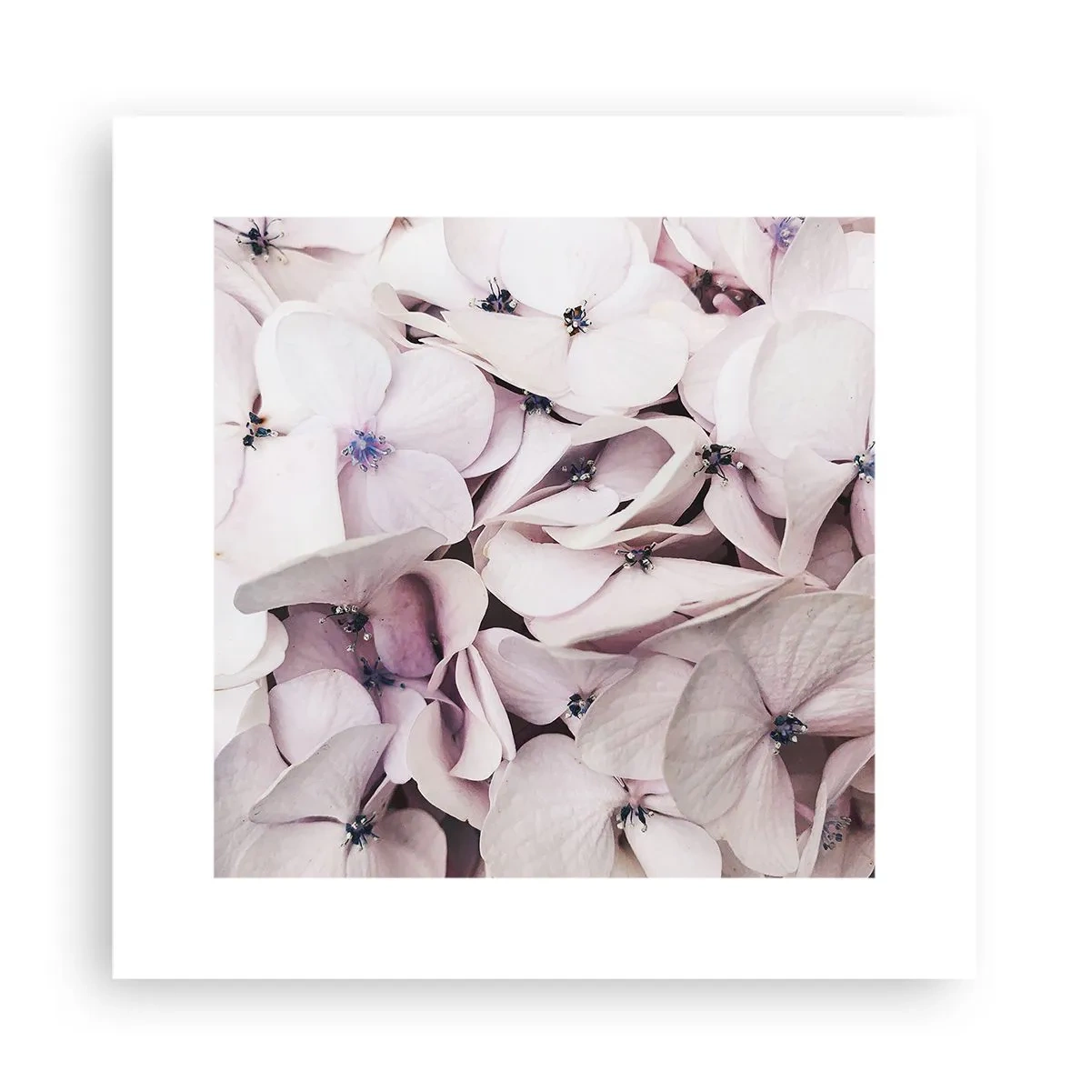 Pôster - Em uma inundação de flores - 30x30 cm