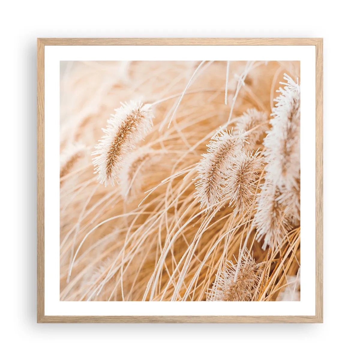 Pôster com moldura de carvalho claro - O murmúrio dourado das plantas - 60x60 cm