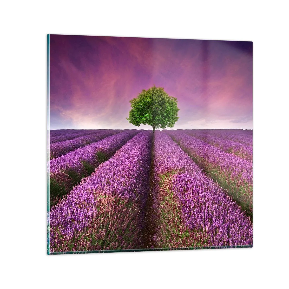 Quadro em vidro - Nos campos de lavanda - 40x40 cm