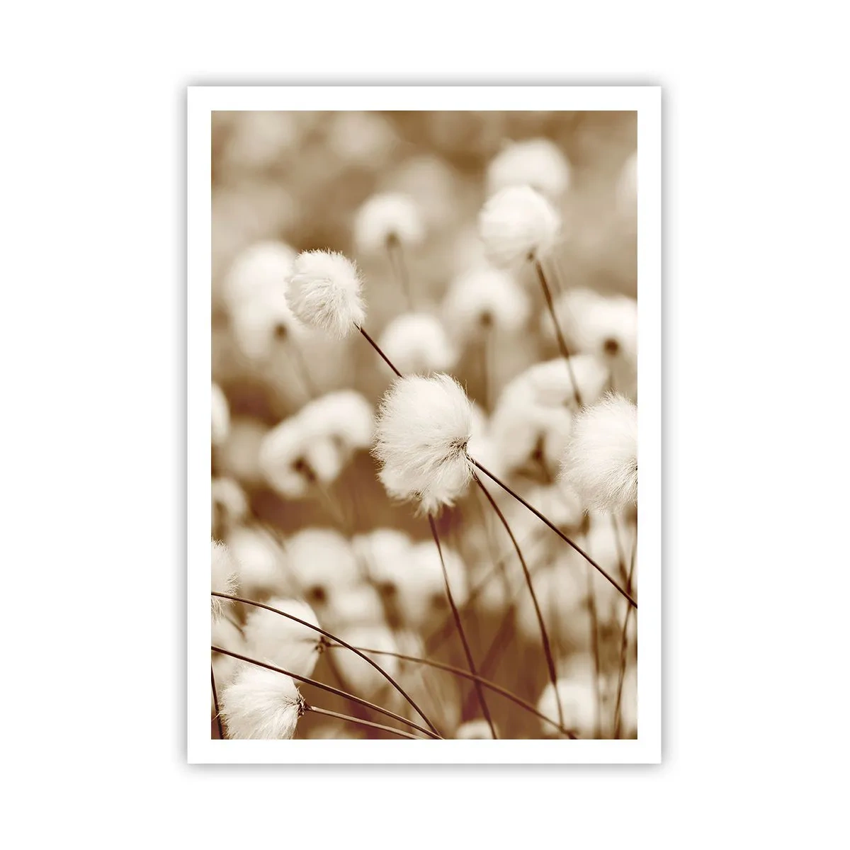 Pôster - Campos felpudos - 70x100 cm