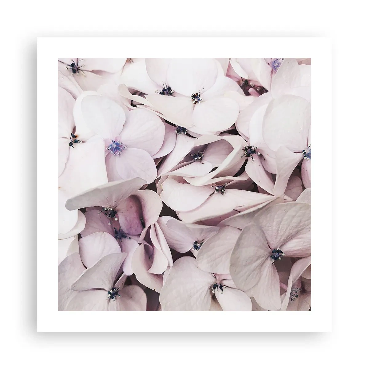 Pôster - Em uma inundação de flores - 50x50 cm