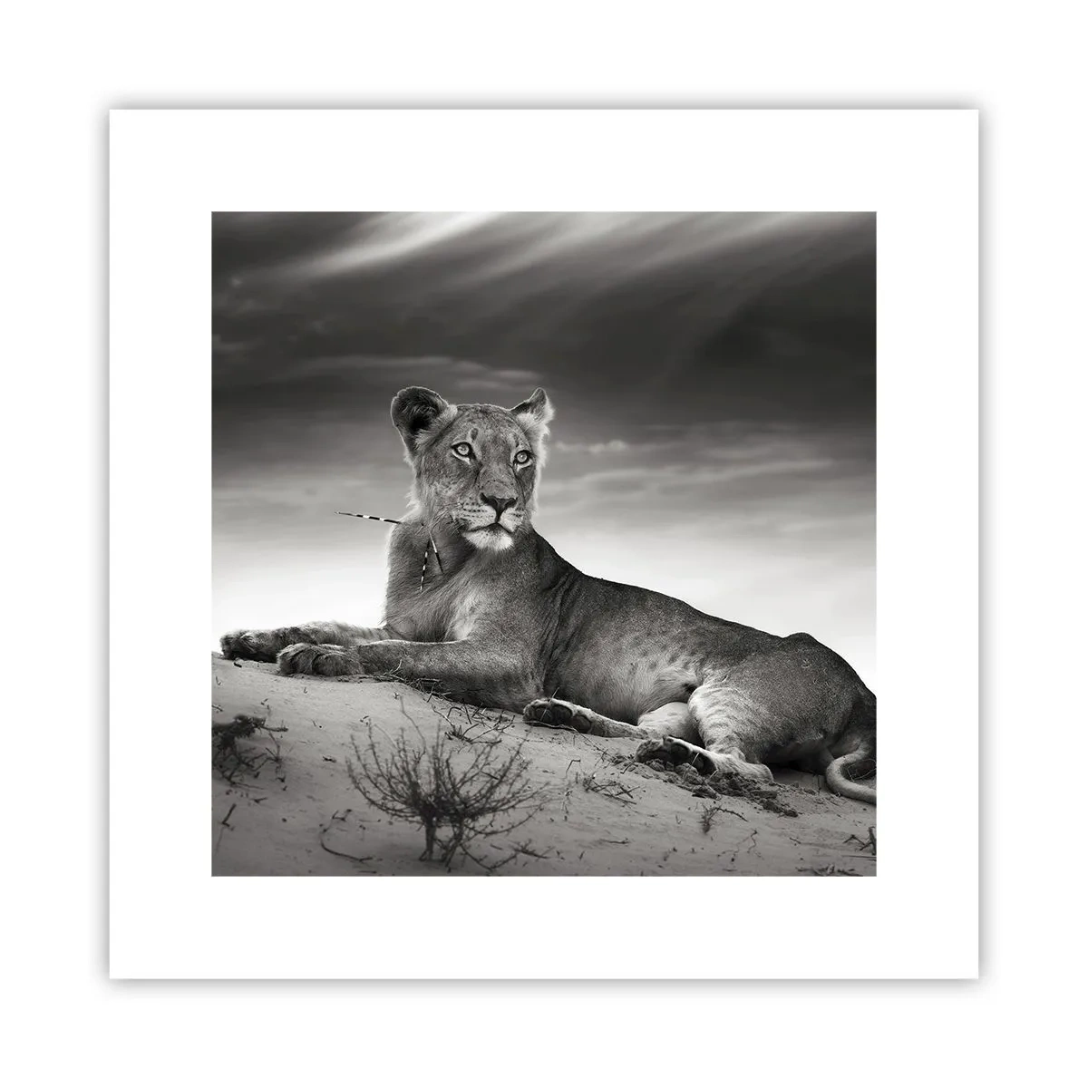 Pôster - Descanso da Rainha do Deserto - 30x30 cm