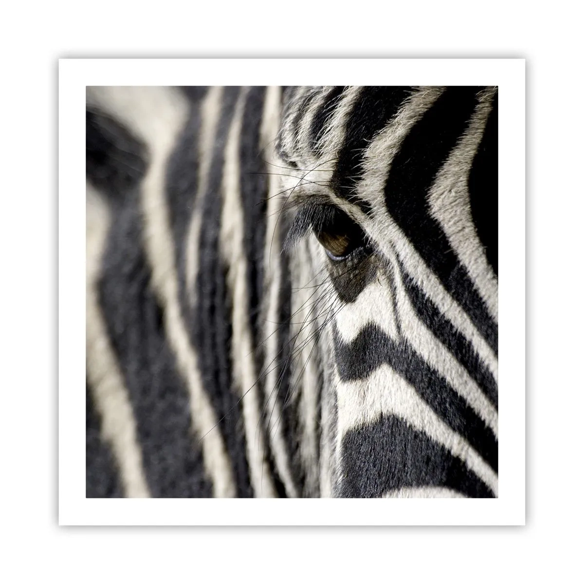 Pôster - Retrato em listras - 60x60 cm