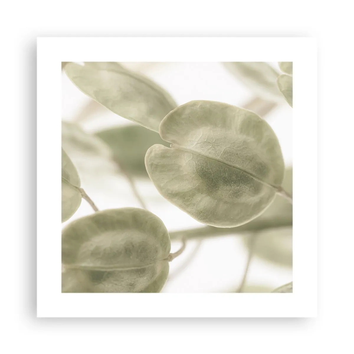 Pôster - No começo eram folhas... - 40x40 cm