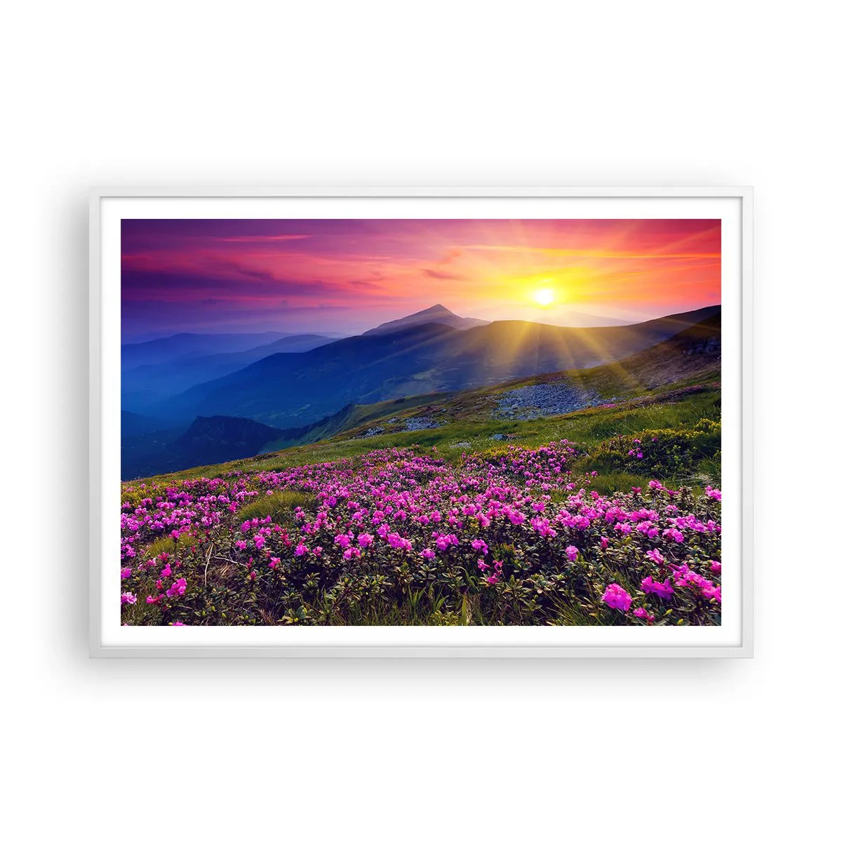 Pôster em moldura branca - …Cheiro de pinheiros e ervas da montanha - 100x70 cm