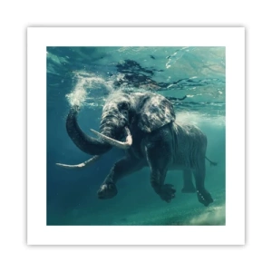 Pôster - Todo mundo gosta de nadar - 40x40 cm