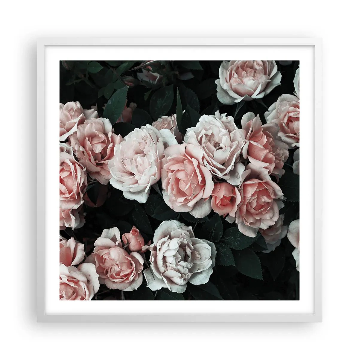 Pôster em moldura branca - Conjuntos de rosas - 60x60 cm