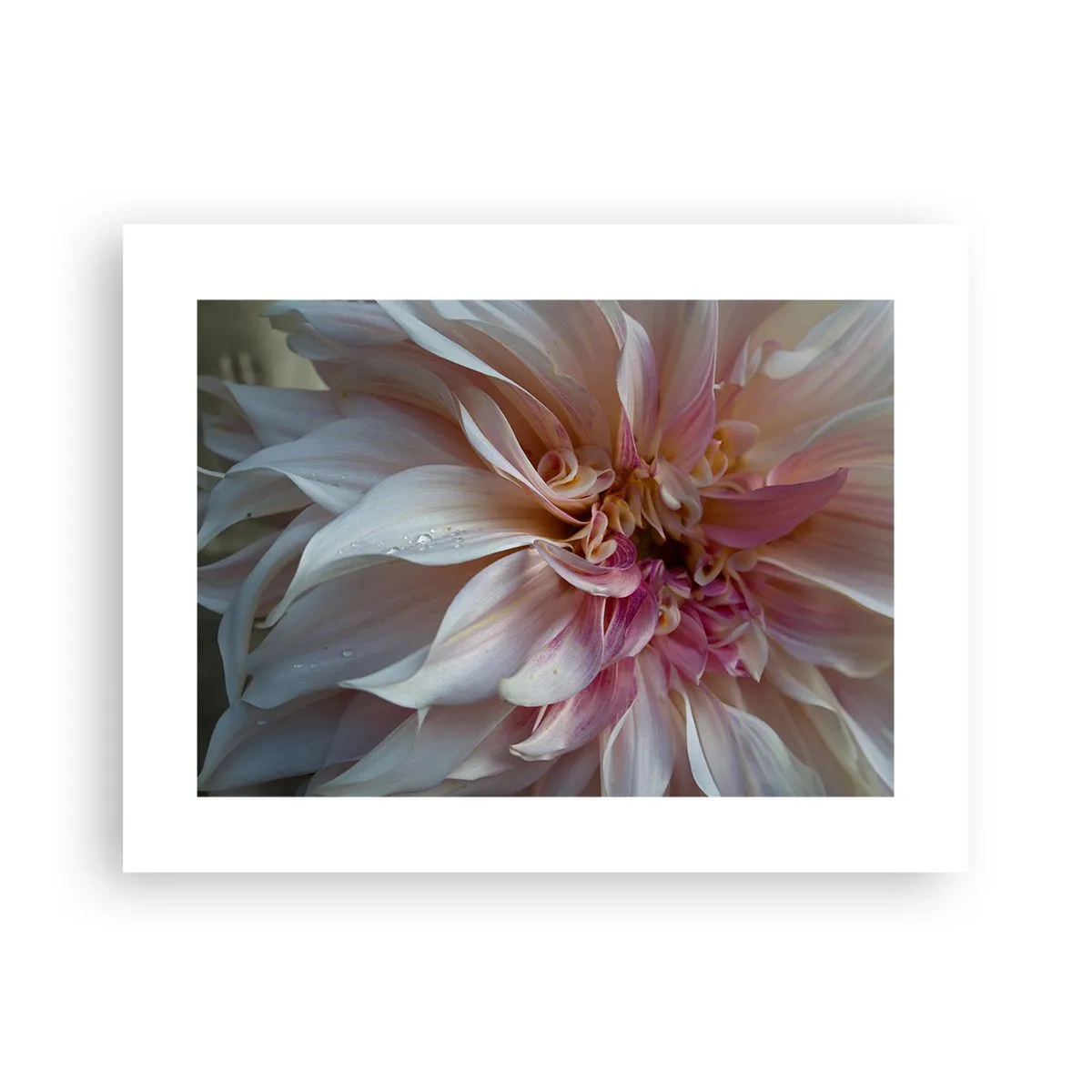 Pôster - Frescor florescente - 40x30 cm
