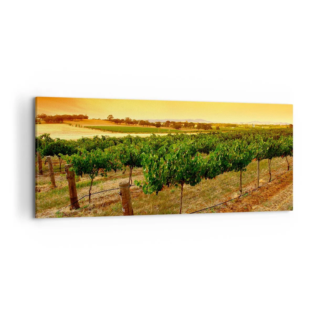 Quadro em tela - Sede de sol - 120x50 cm