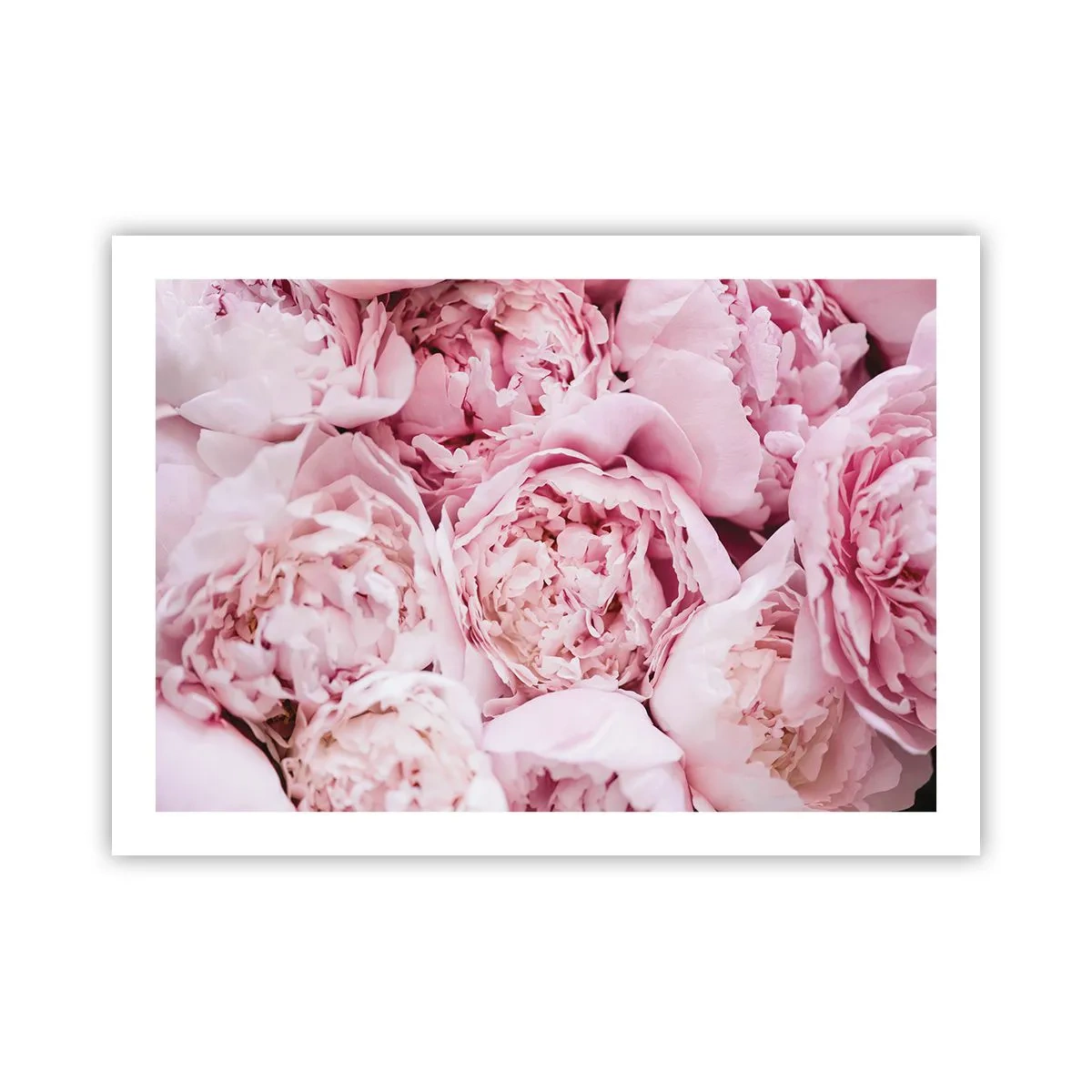 Pôster - Aconchego e perfume - 70x50 cm