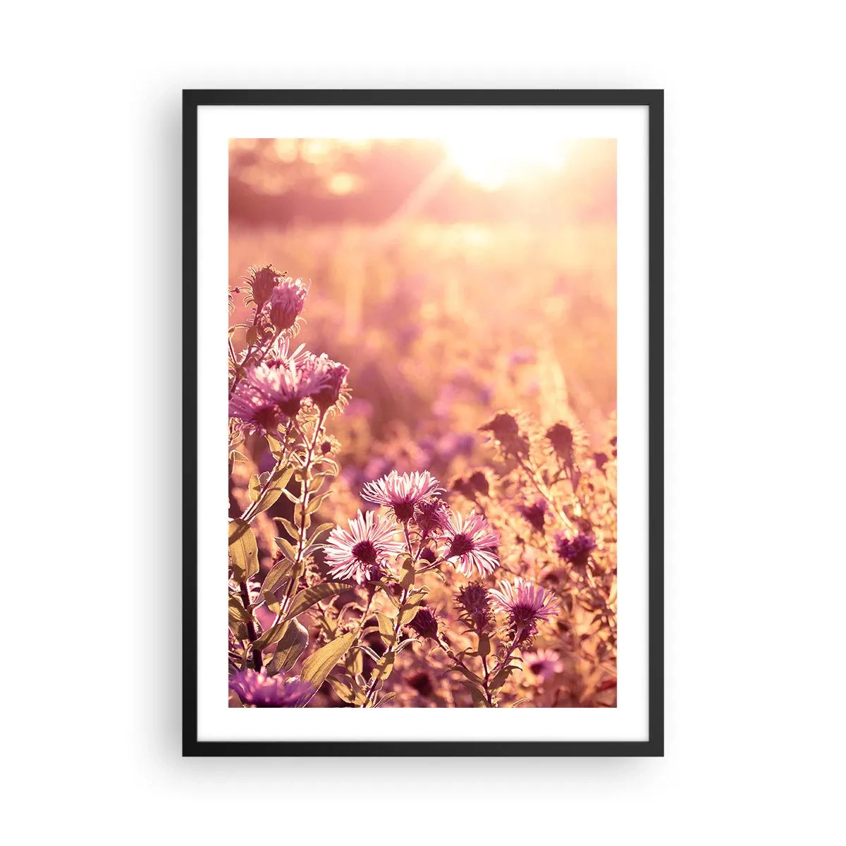 Pôster com moldura preta - Um campo de flores roxas à luz do pôr do sol - 50x70cm - Antes do verão acabar - Decoração de parede moderna para a sala de estar e quarto ARTTOR