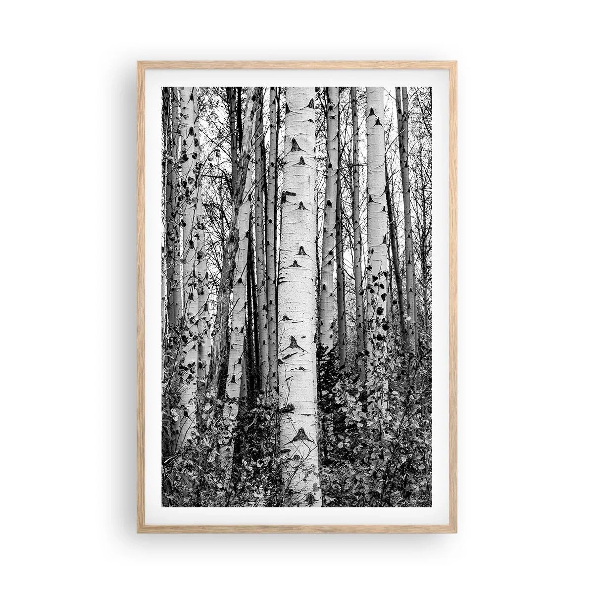 Pôster com moldura de carvalho claro - Colunata de bétula - 61x91 cm