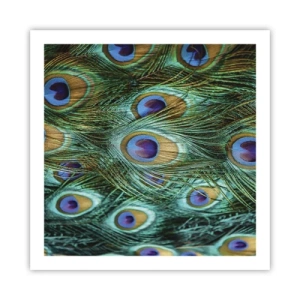 Pôster - Um olhar de pavão - 60x60 cm