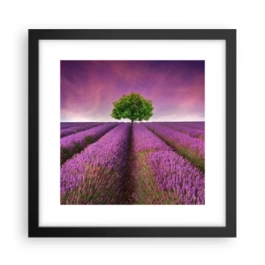 Pôster com moldura preta - Nos campos de lavanda - 30x30 cm