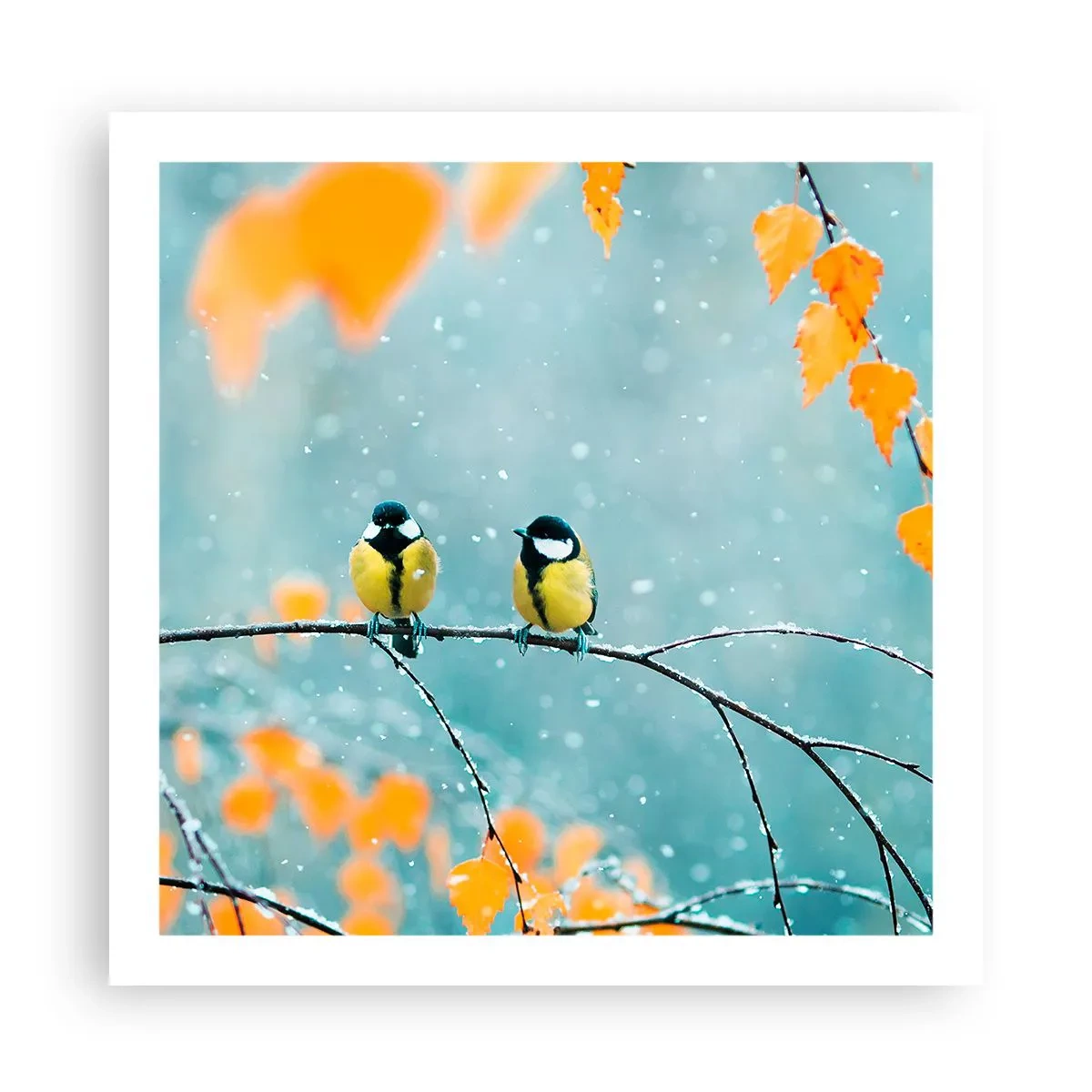 Pôster - Fofoca de pássaros - 60x60 cm