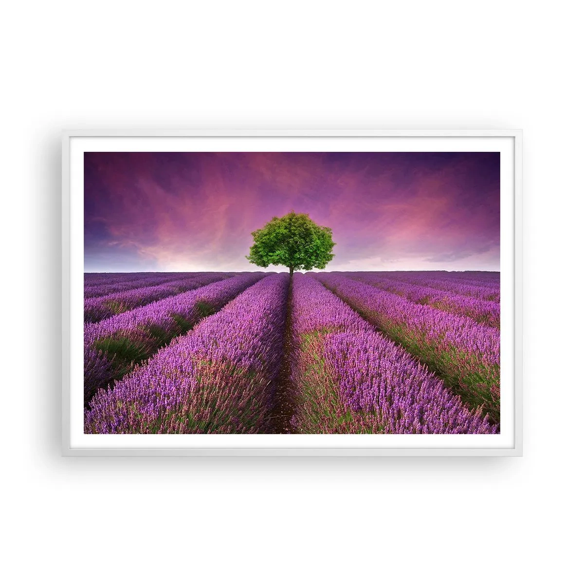 Pôster em moldura branca - Nos campos de lavanda - 100x70 cm