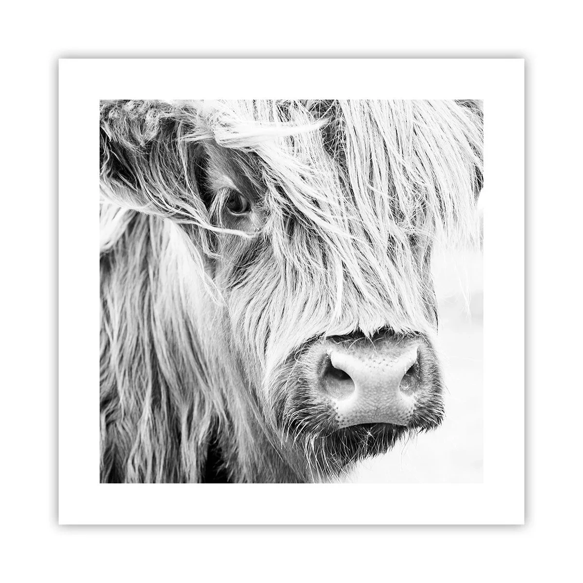 Pôster - Natureza selvagem escocesa - 40x40 cm