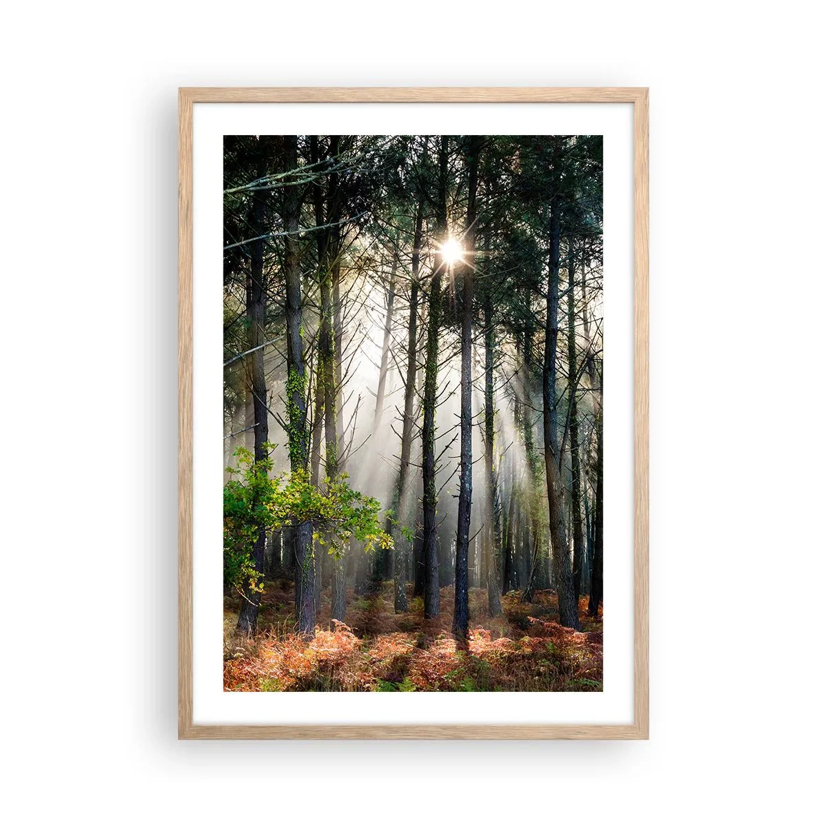 Pôster com moldura de carvalho claro - Uma área florestal - 50x70 cm