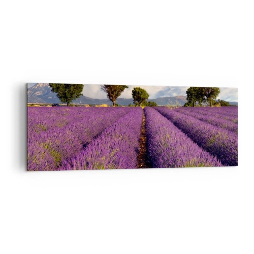 Quadro em tela - Prados de lavanda - 140x50 cm