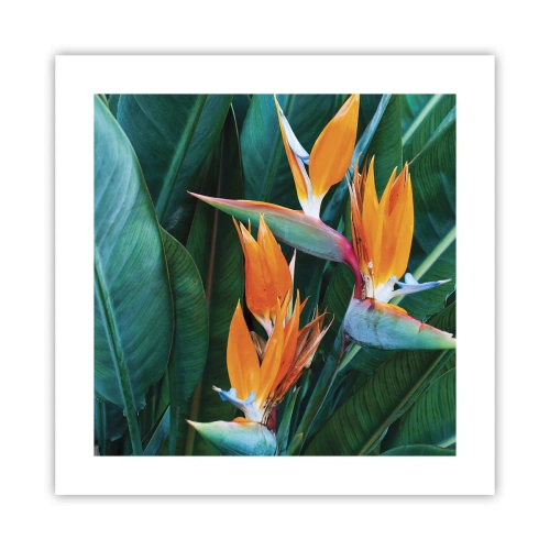 Pôster - É uma flor ou é um pássaro? - 40x40 cm