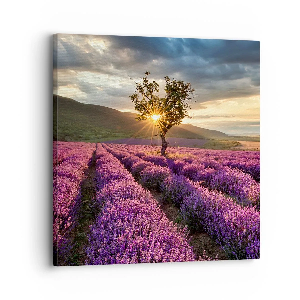 Quadro em tela - Aroma lilás - 30x30 cm