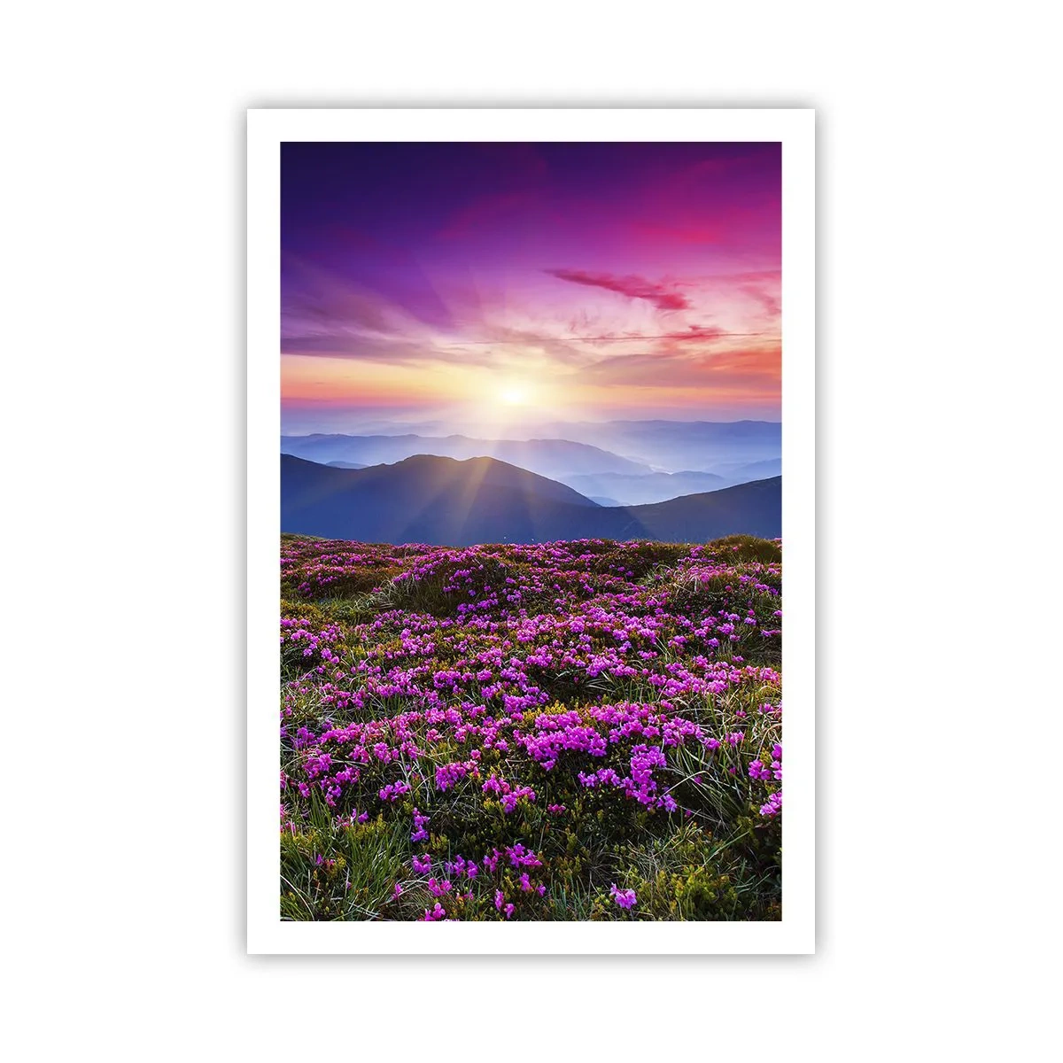 Pôster - Campo cheiroso - 61x91 cm