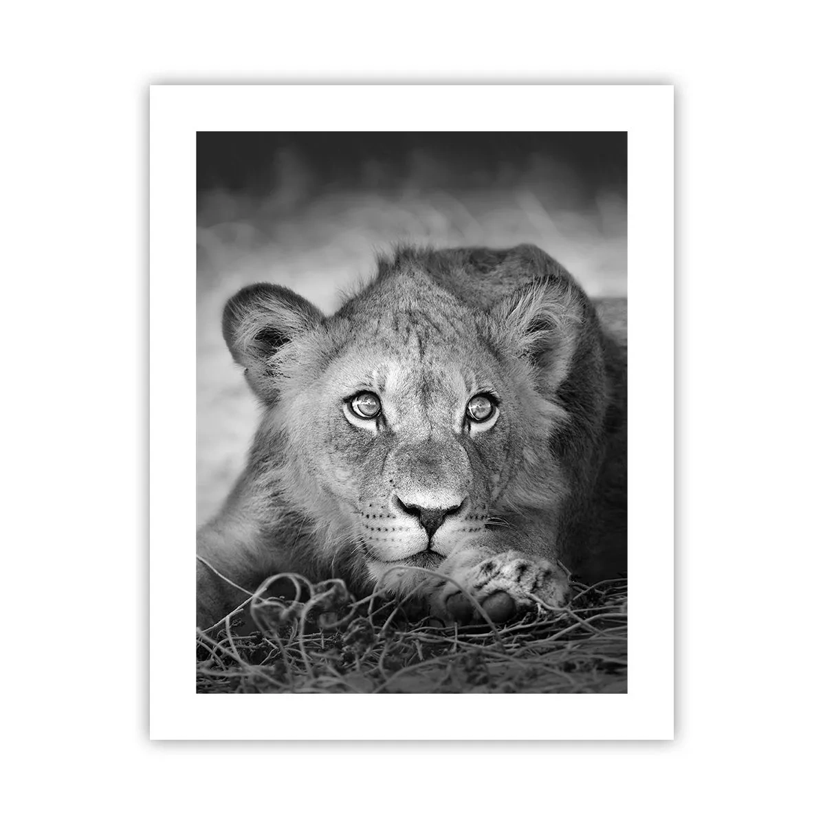 Pôster - Cachorro real - 40x50 cm