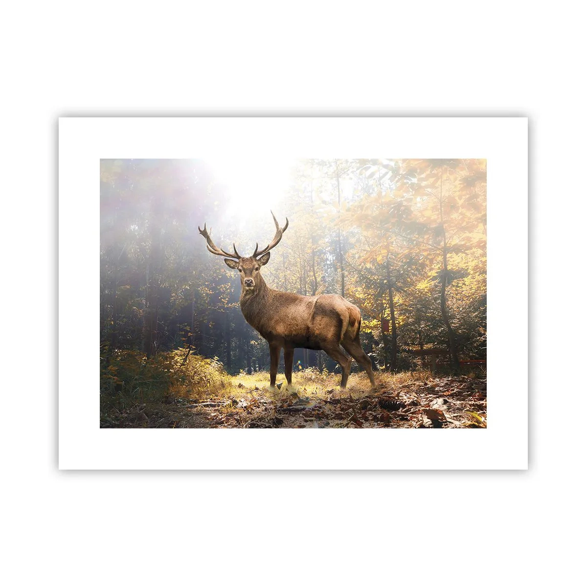 Pôster - Em plena majestade - 40x30 cm