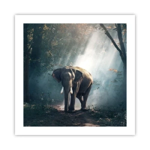 Pôster - Um passeio descontraído - 50x50 cm