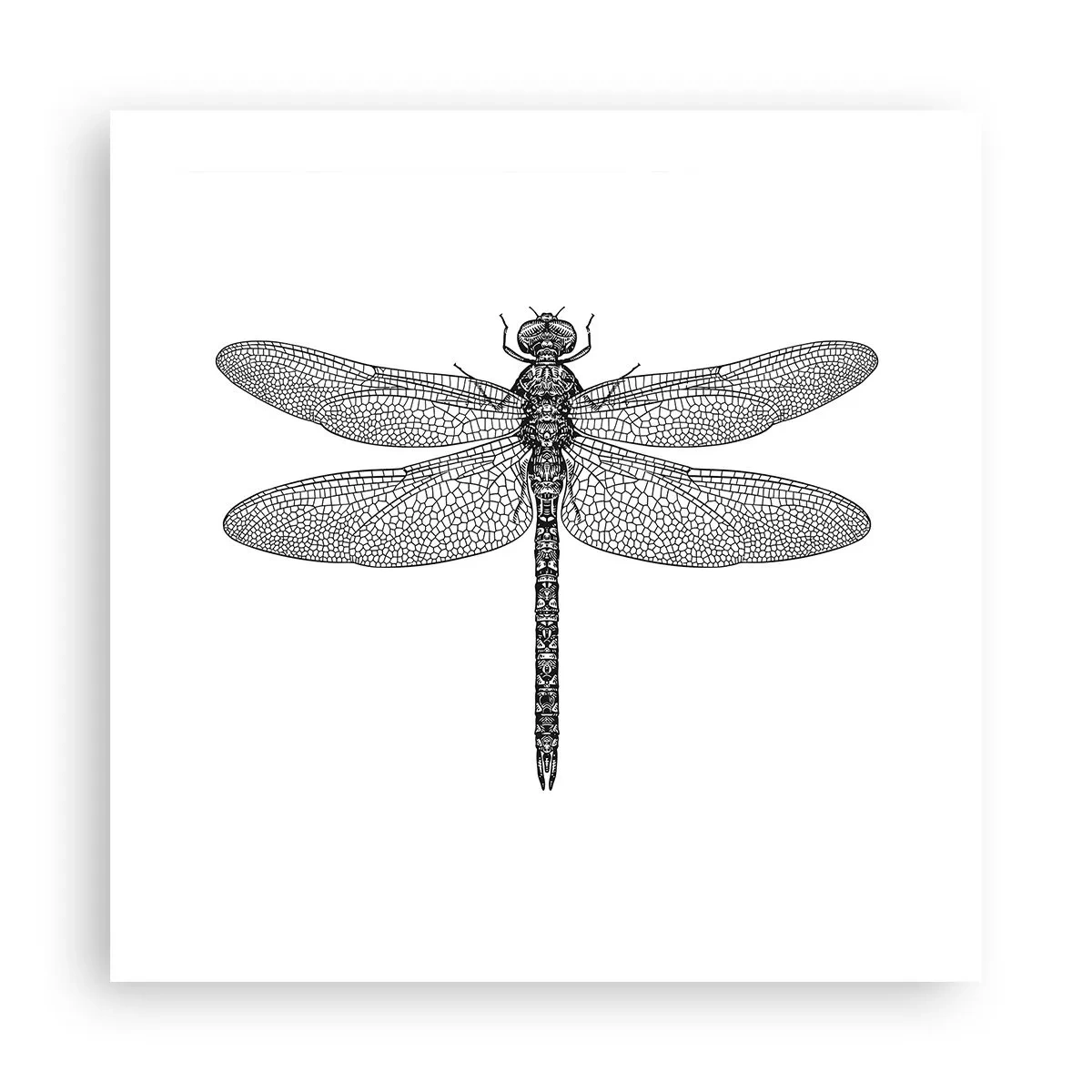 Pôster - Precisão da natureza - 50x50 cm