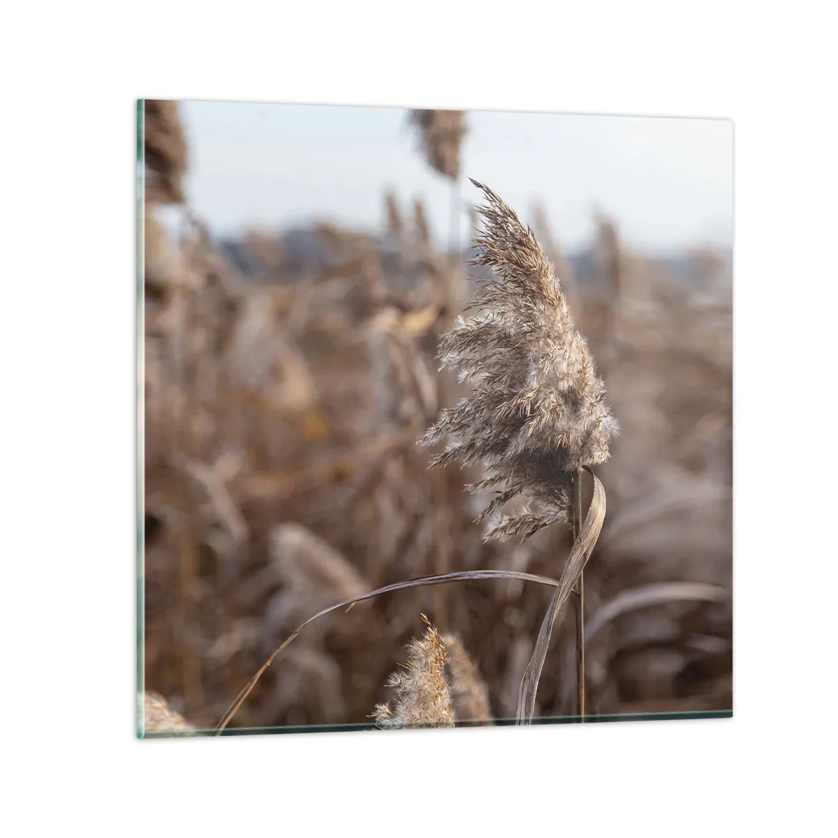 Quadro em vidro - É hora de voar com o vento - 50x50 cm