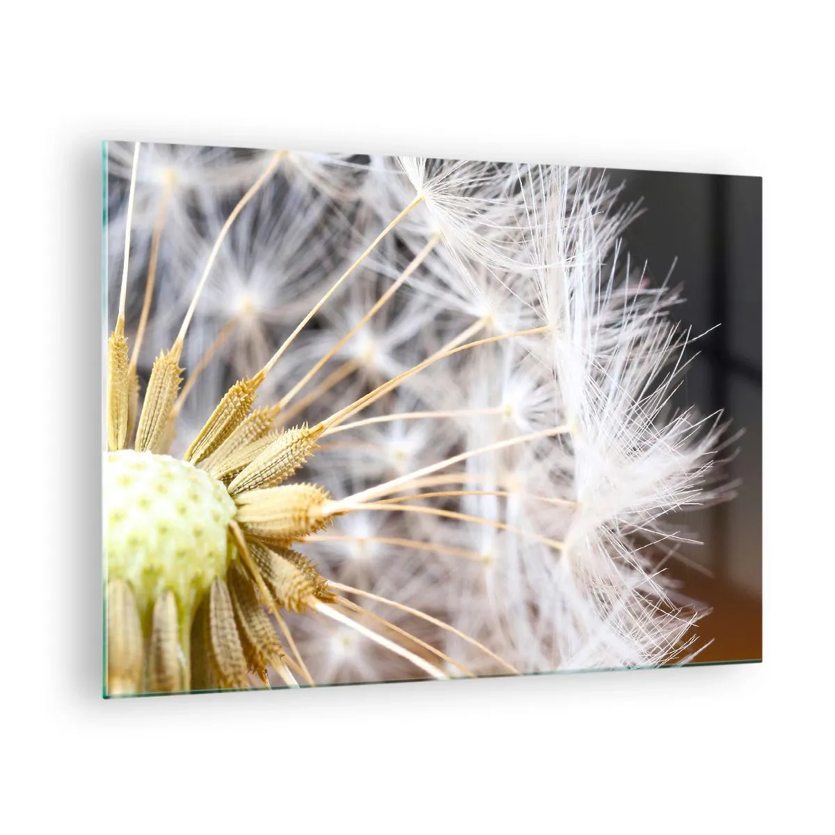 Quadro em vidro - Close-up de um dente-de-leão com sementes delicadas - 70x50cm - Pouco antes de partir - Decoração de parede moderna para a sala de estar e quarto ARTTOR