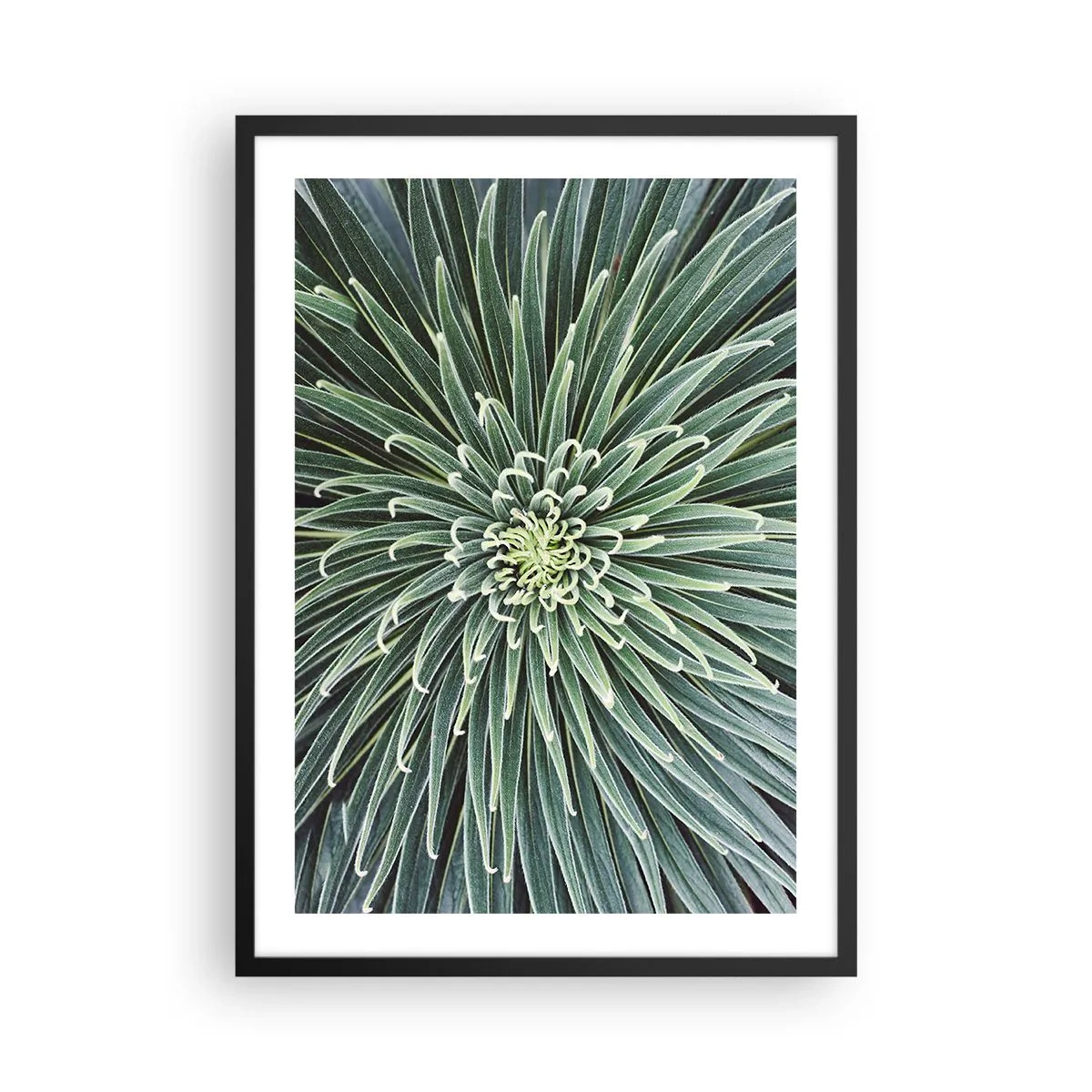 Pôster com moldura preta - Um close de uma planta verde com folhas simétricas. - 50x70cm - Nasce uma estrela - Decoração de parede moderna para a sala de estar e quarto ARTTOR