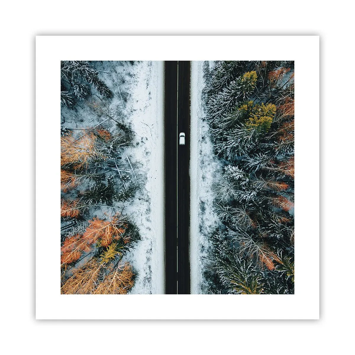 Pôster - Cortar a floresta no inverno - 40x40 cm