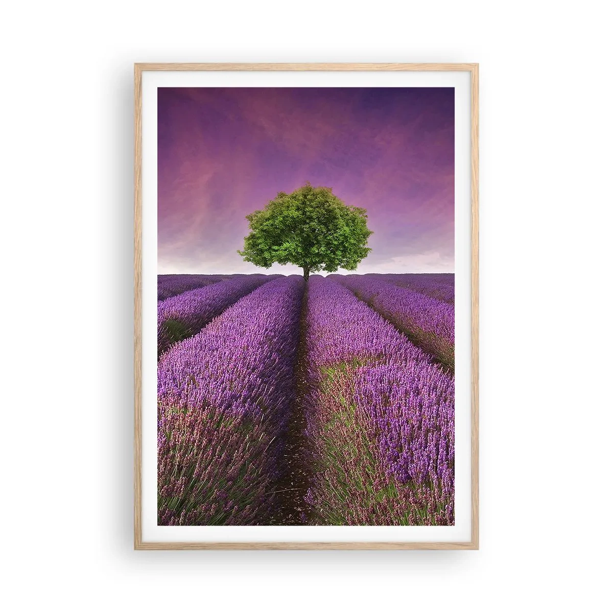 Pôster com moldura de carvalho claro - Nos campos de lavanda - 70x100 cm