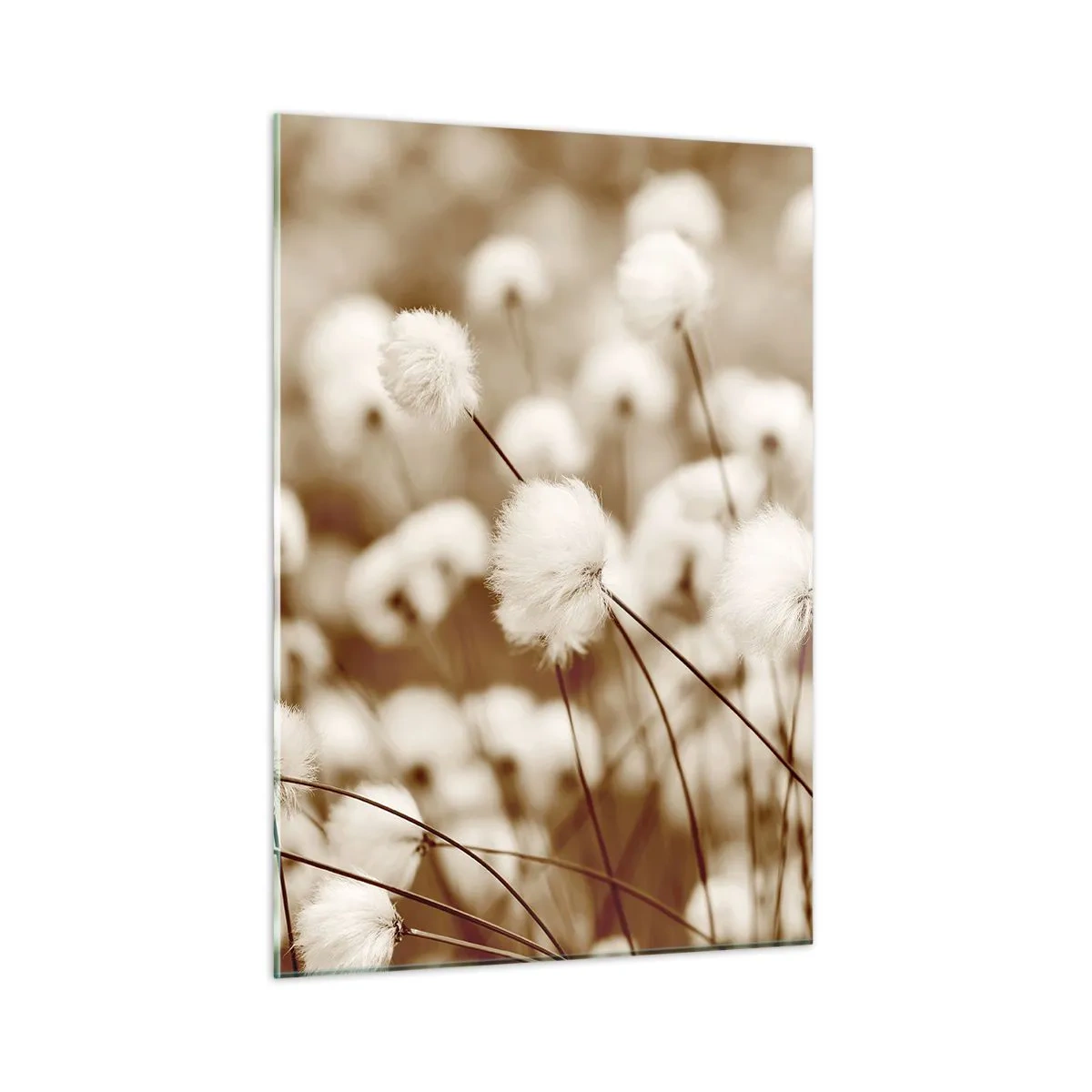 Quadro em vidro - Campos felpudos - 50x70 cm