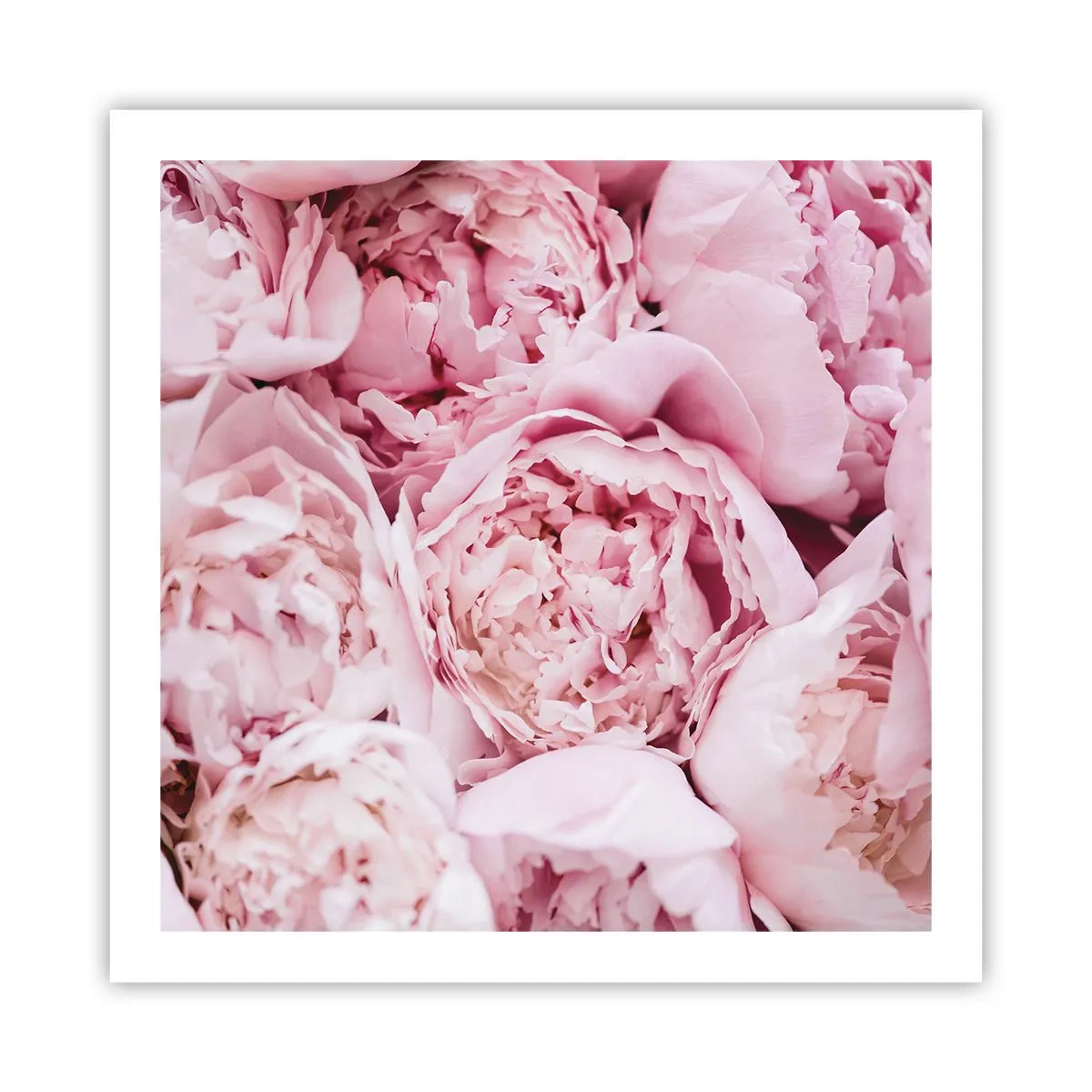 Pôster - Aconchego e perfume - 60x60 cm